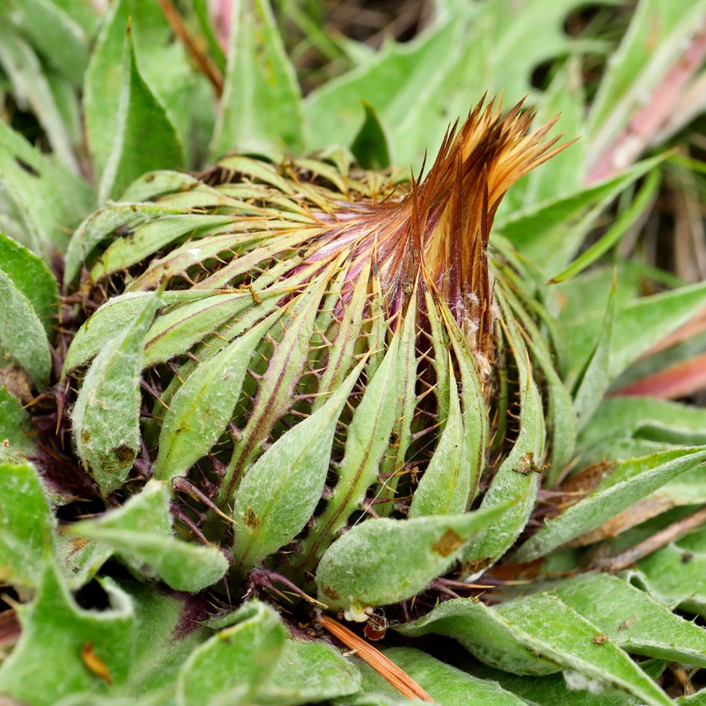 Carlina acanthifolia