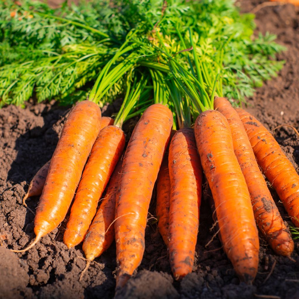 Carrot Bolero F1 - Vilmorin Seeds