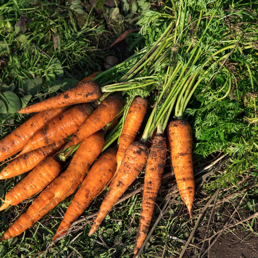 Carrot Fucino - Daucus carota