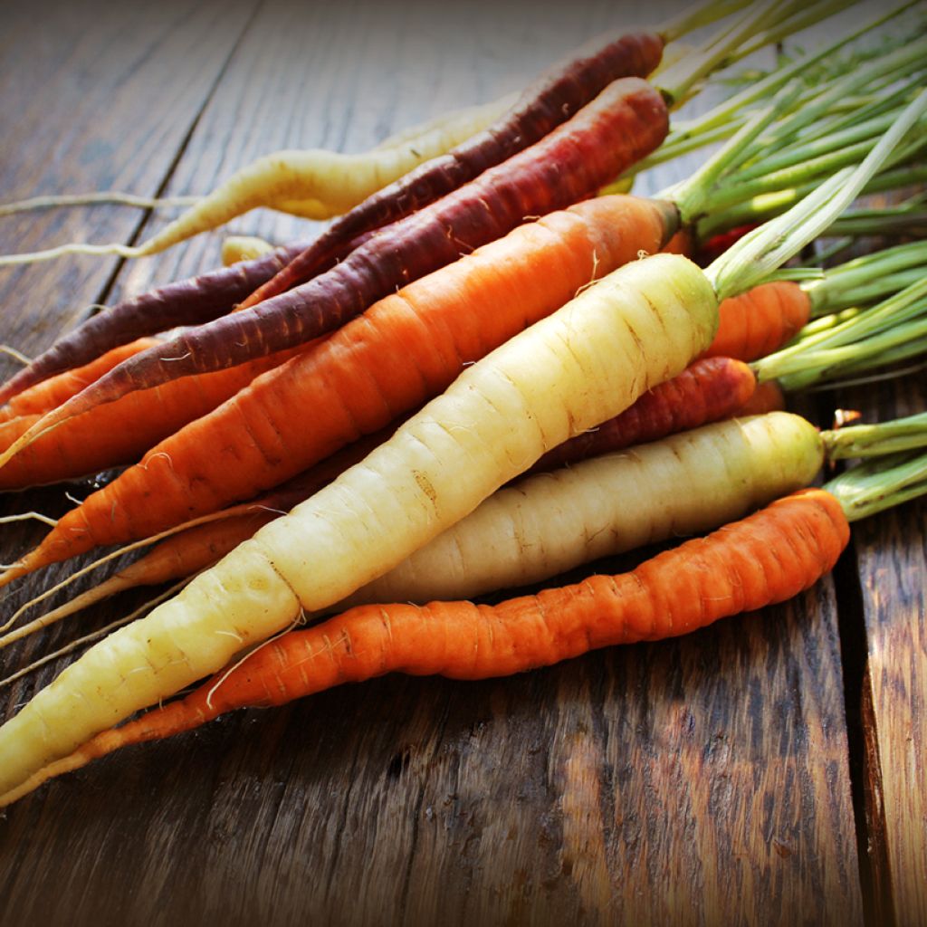 Carrot Harlekin mix