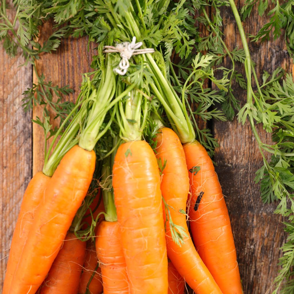 Carrot Longue Lisse de Meaux - Daucus carota