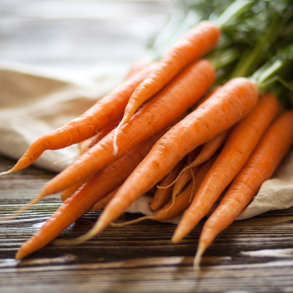 Carrot Nandor F1 - Daucus carota