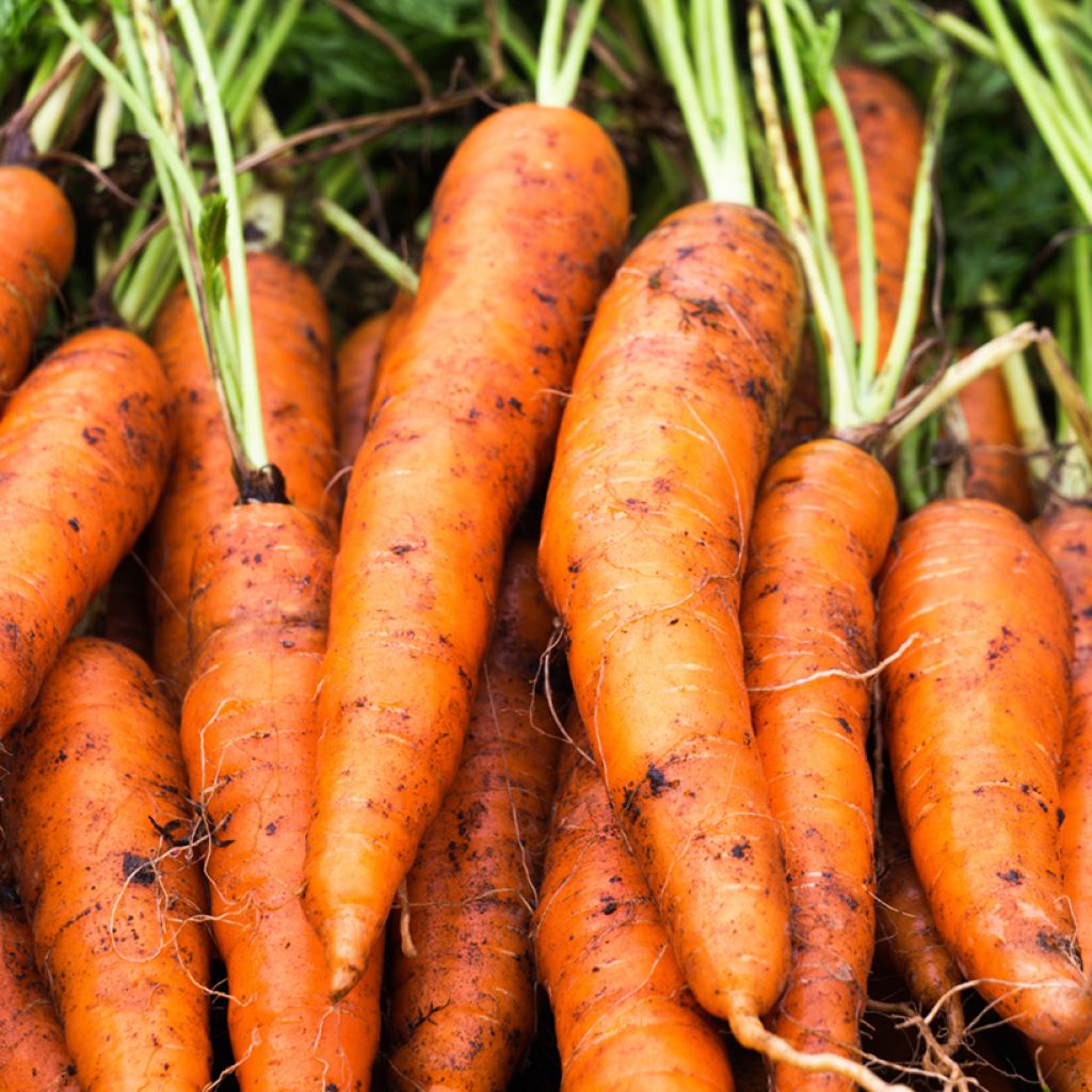 Carrot Nandor F1 coated Seeds - Vilmorin seeds - Daucus carota