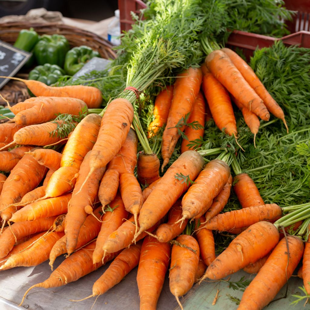 Carrot Nantes Improved 3 - Vilmorin Seeds