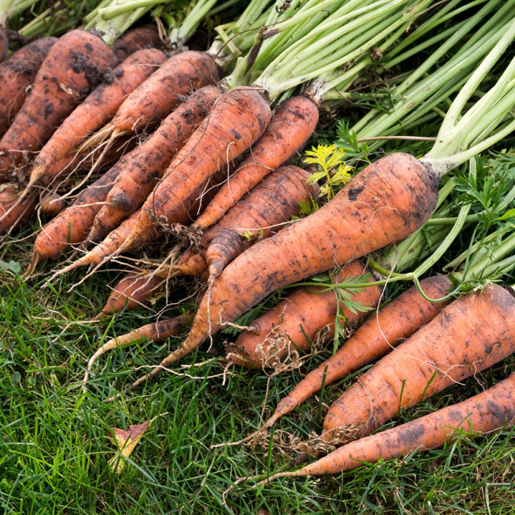 Carrot Nantes 3 Tam Tam - Vilmorin Seeds