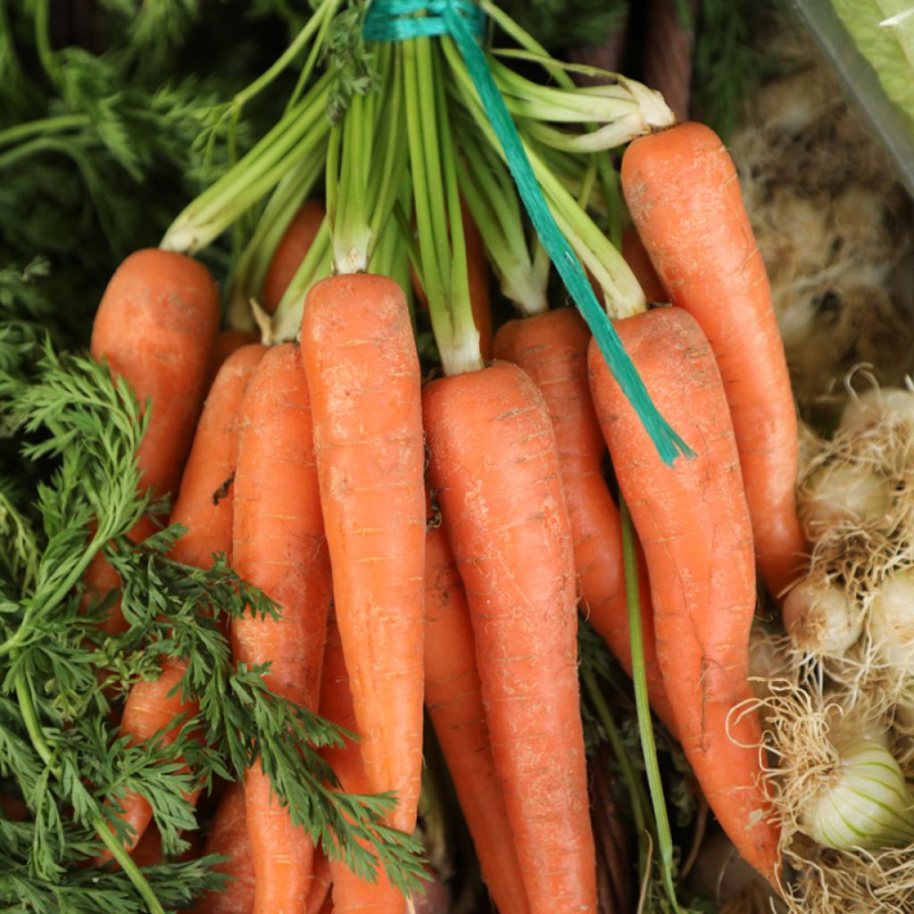 Carrot Nantaise améliorée - Daucus carota