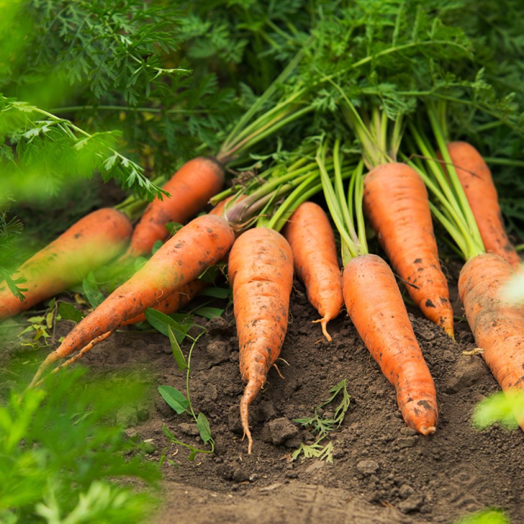 Carrot Nantes 2 Frubund - Daucus carota