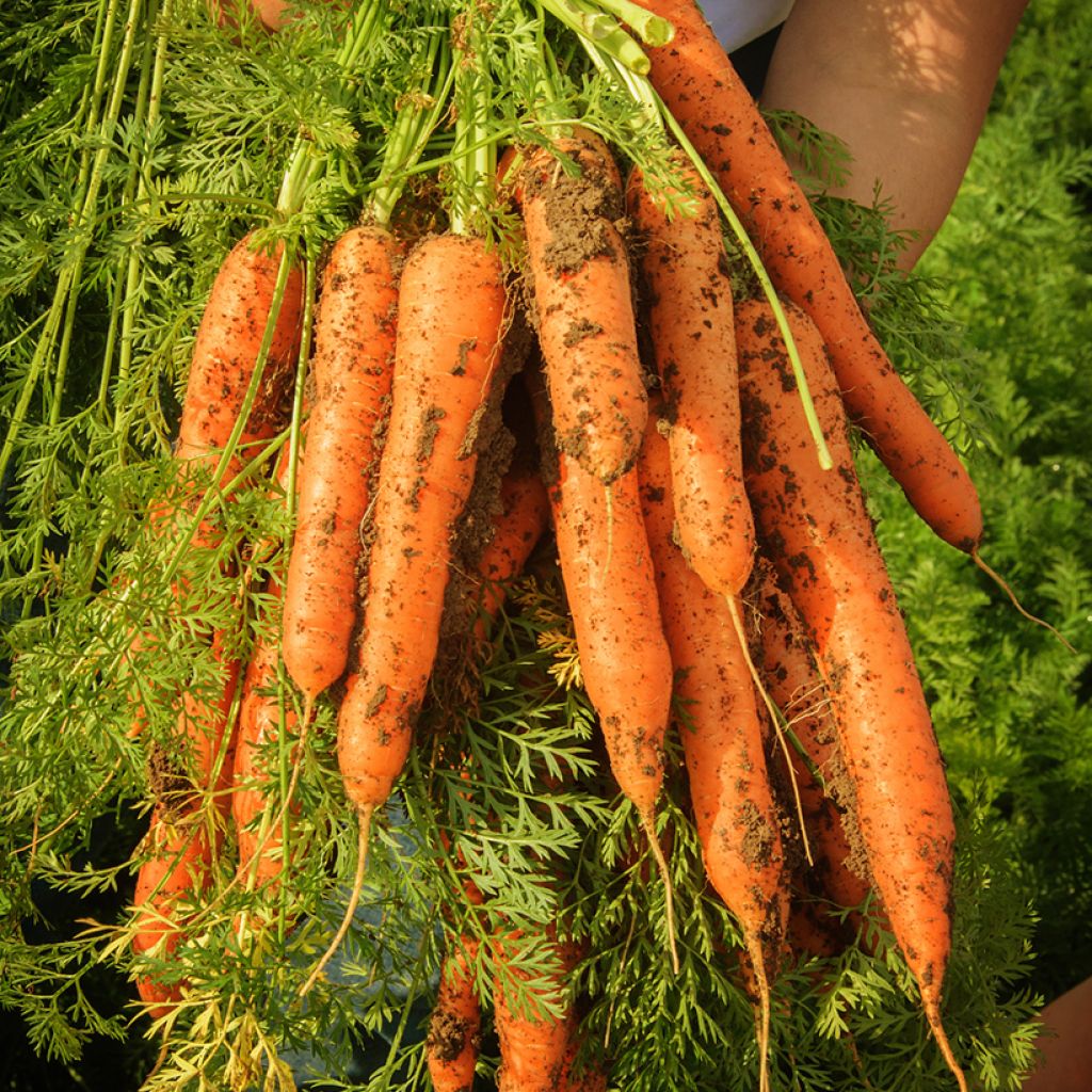 Carrot Touchon - Ferme de Sainte Marthe Seeds