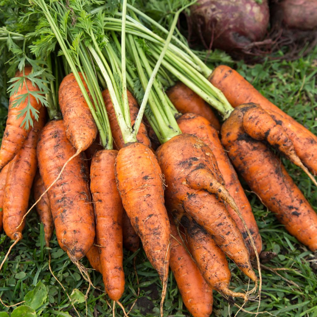 Carrot Touchon - Daucus carota