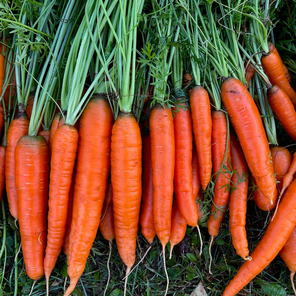 Carrot Chantenay à Coeur Rouge - Daucus carota