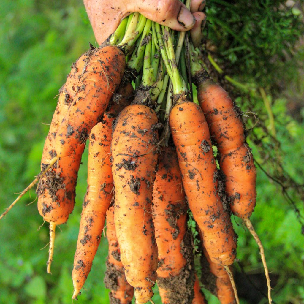 Carrot Colmar à Coeur Rouge - Daucus carota