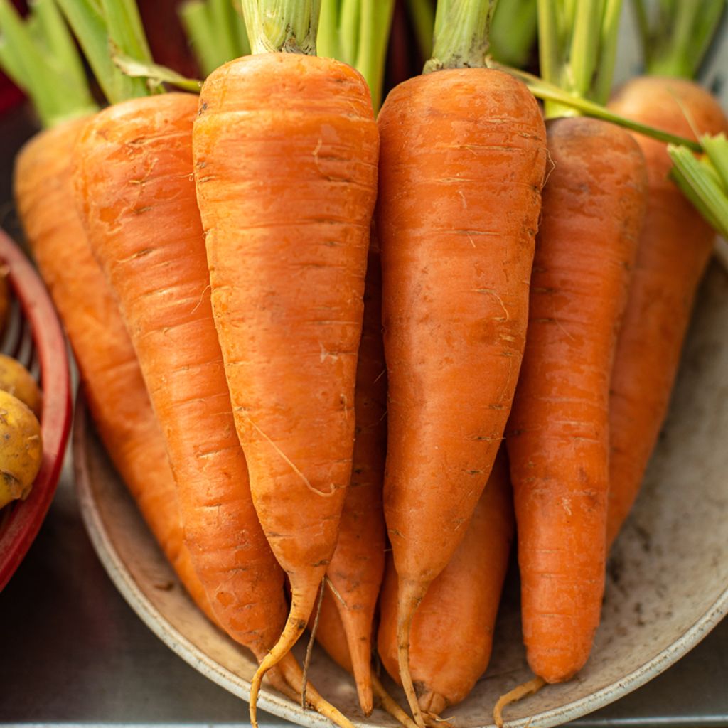 Carrot de Luc