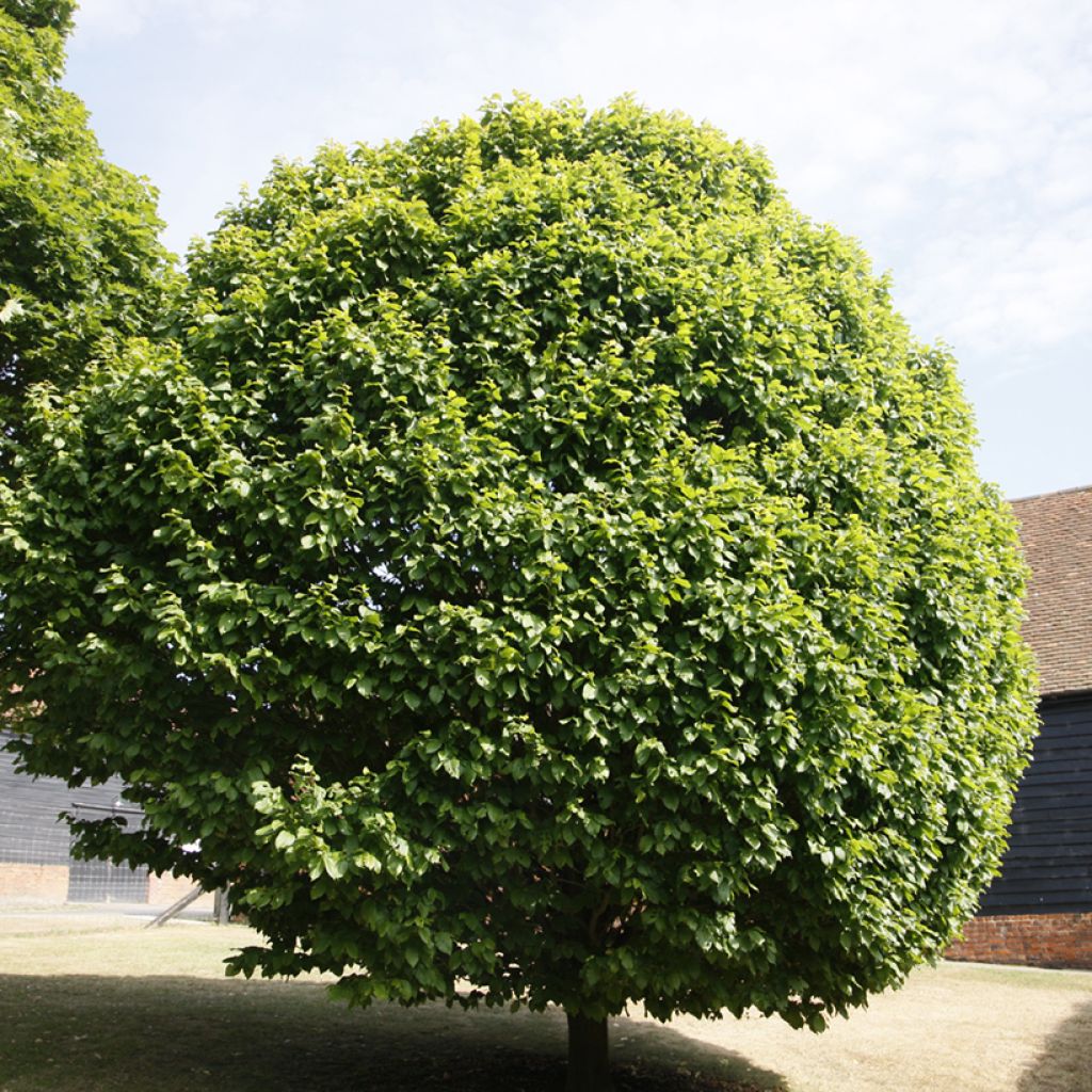 Carpinus betulus Columnaris - Hornbeam