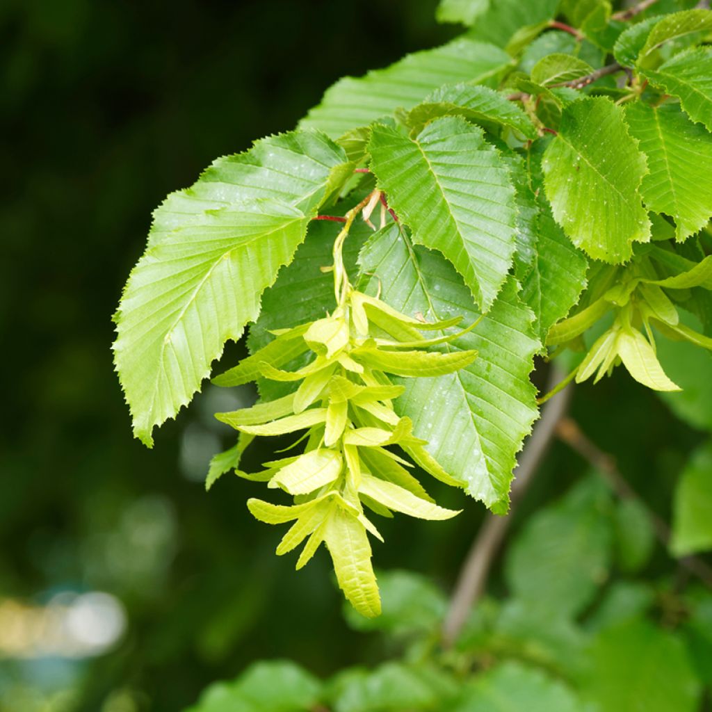 Carpinus betulus Fastigiata - Hornbeam