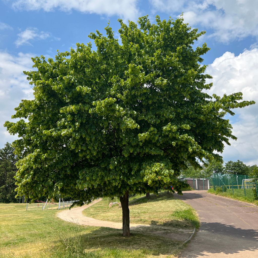 Carpinus betulus Fastigiata - Hornbeam