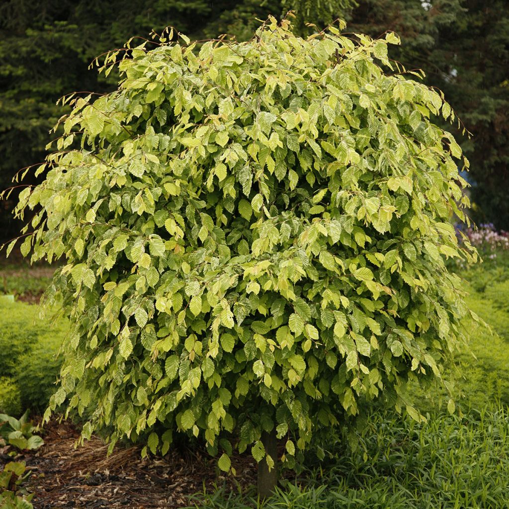 Carpinus betulus Foliis Argenteovariegatis Pendula - Hornbeam