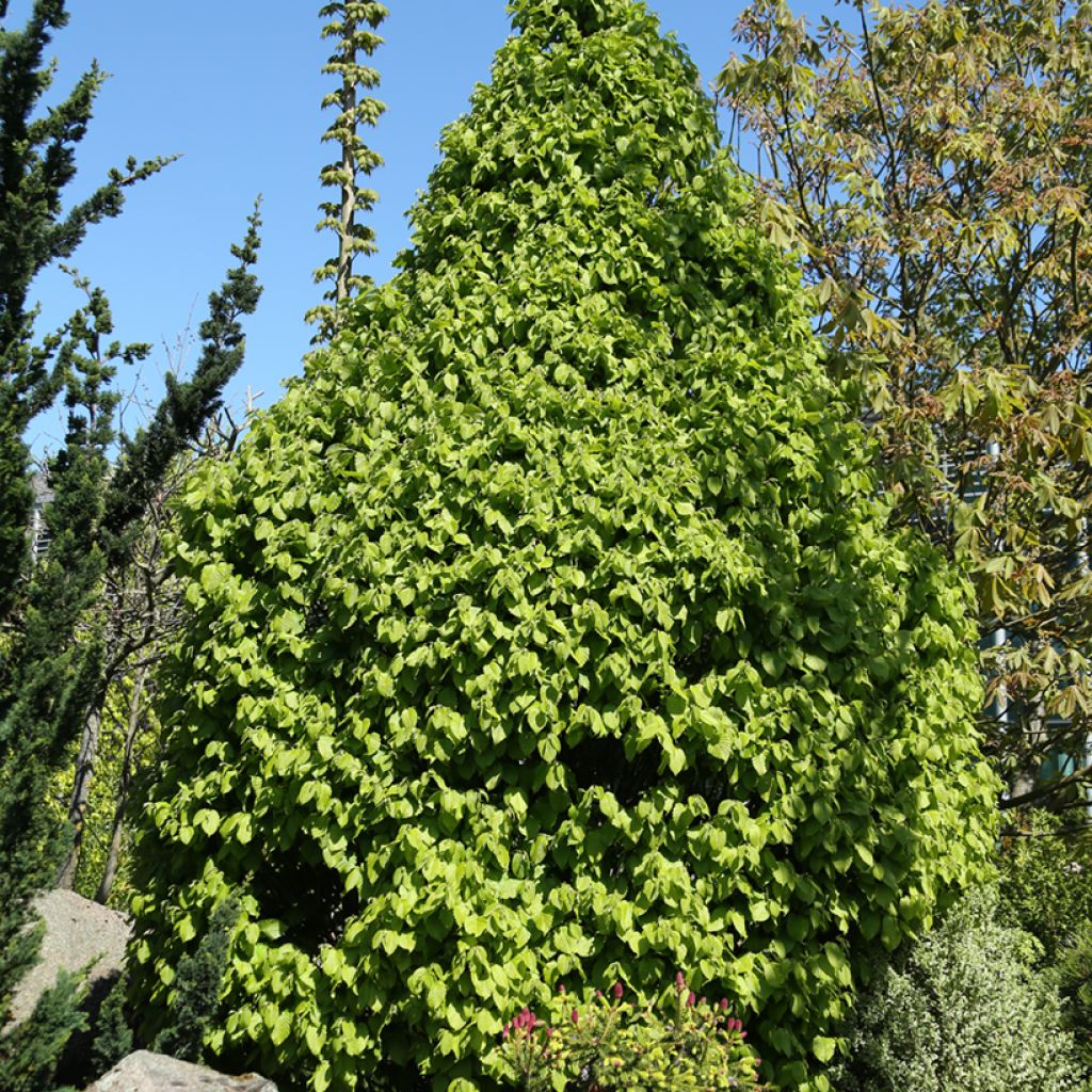 Carpinus betulus Globus