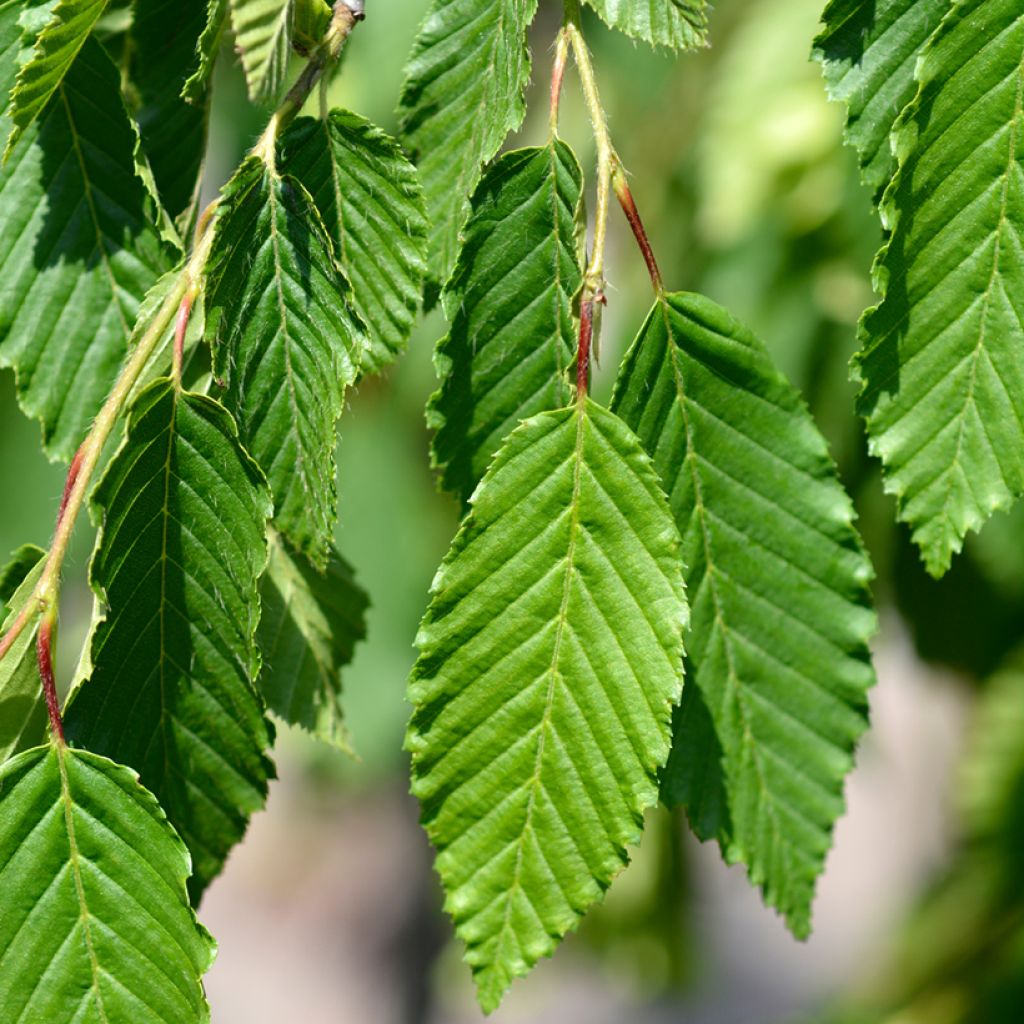 Carpinus betulus Pendula - Hornbeam