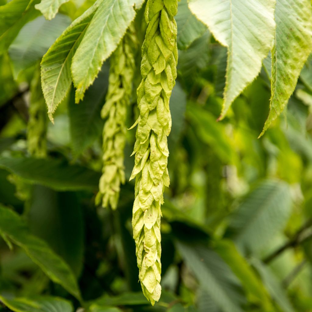 Carpinus fangiana - Monkey-tail Hornbeam