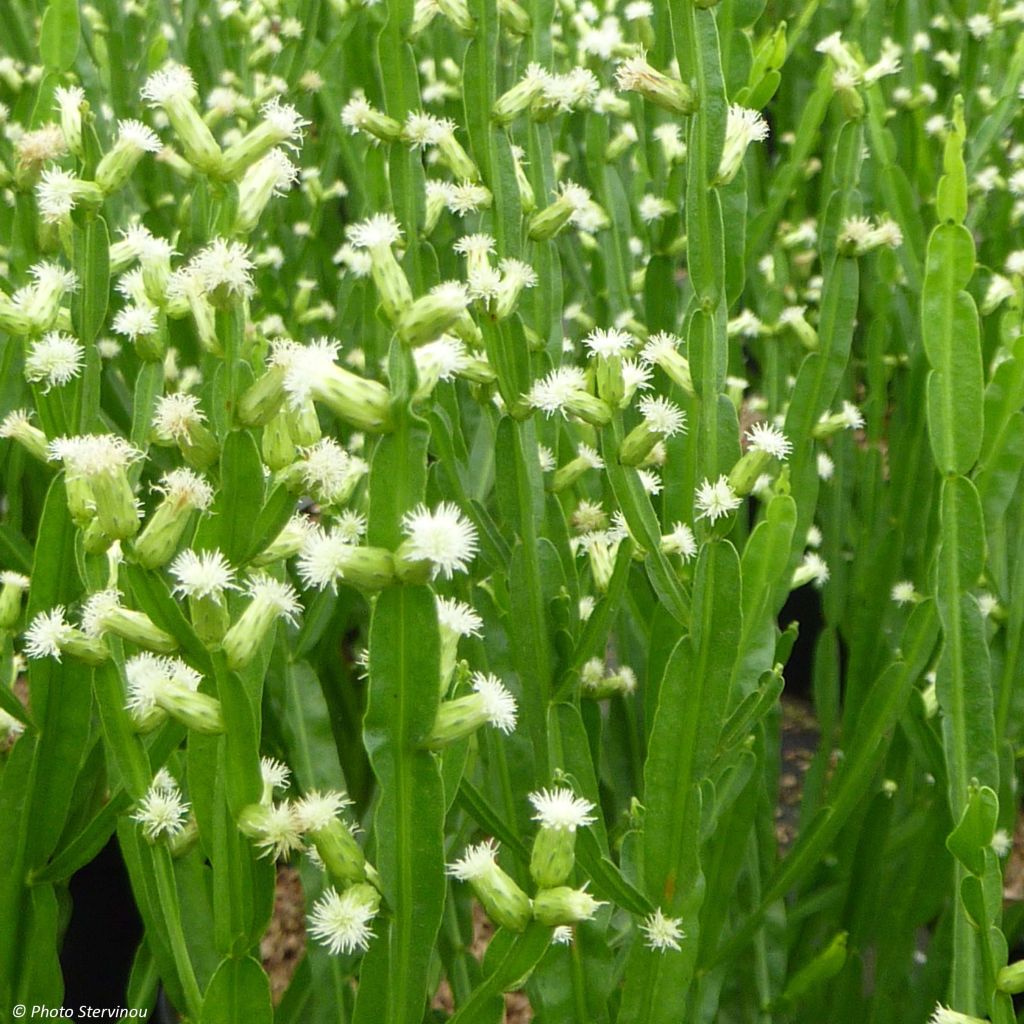 Baccharis genistelloides