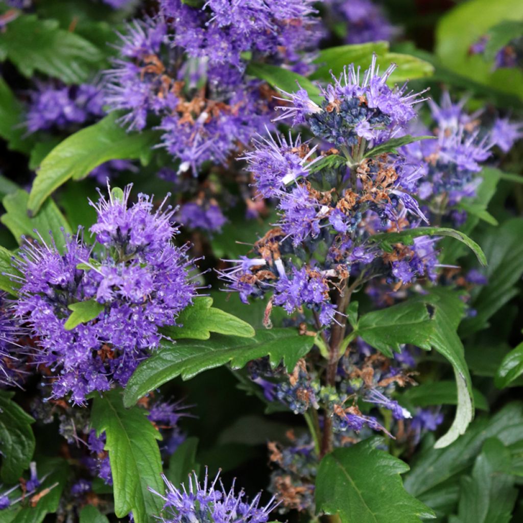 Caryopteris clandonensis Grand Bleu - Bluebeard