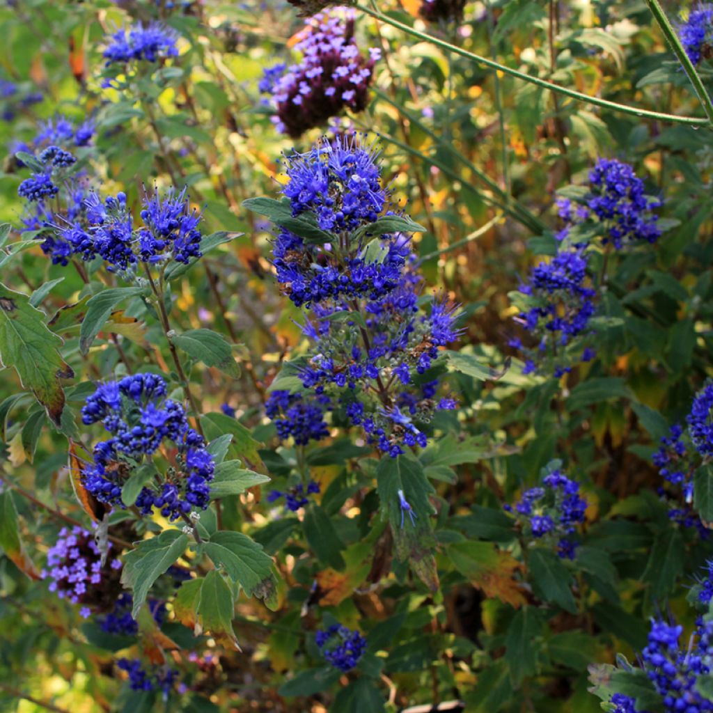 Caryopteris clandonensis Grand Bleu - Bluebeard