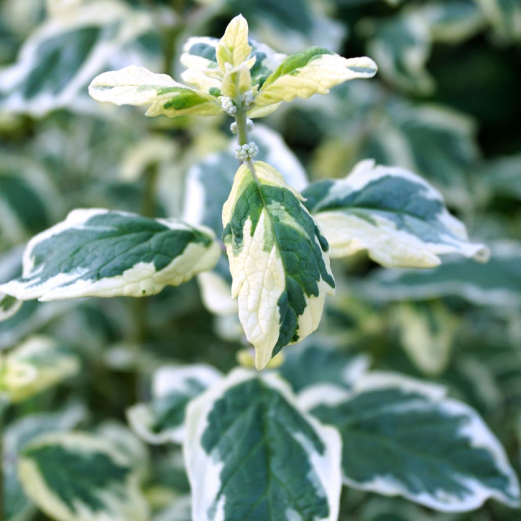 Caryopteris clandonensis White Surprise - Bluebeard