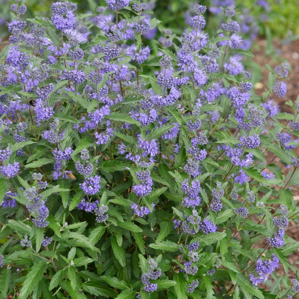 Caryopteris clandonensis Beyond Midnight - Bluebeard