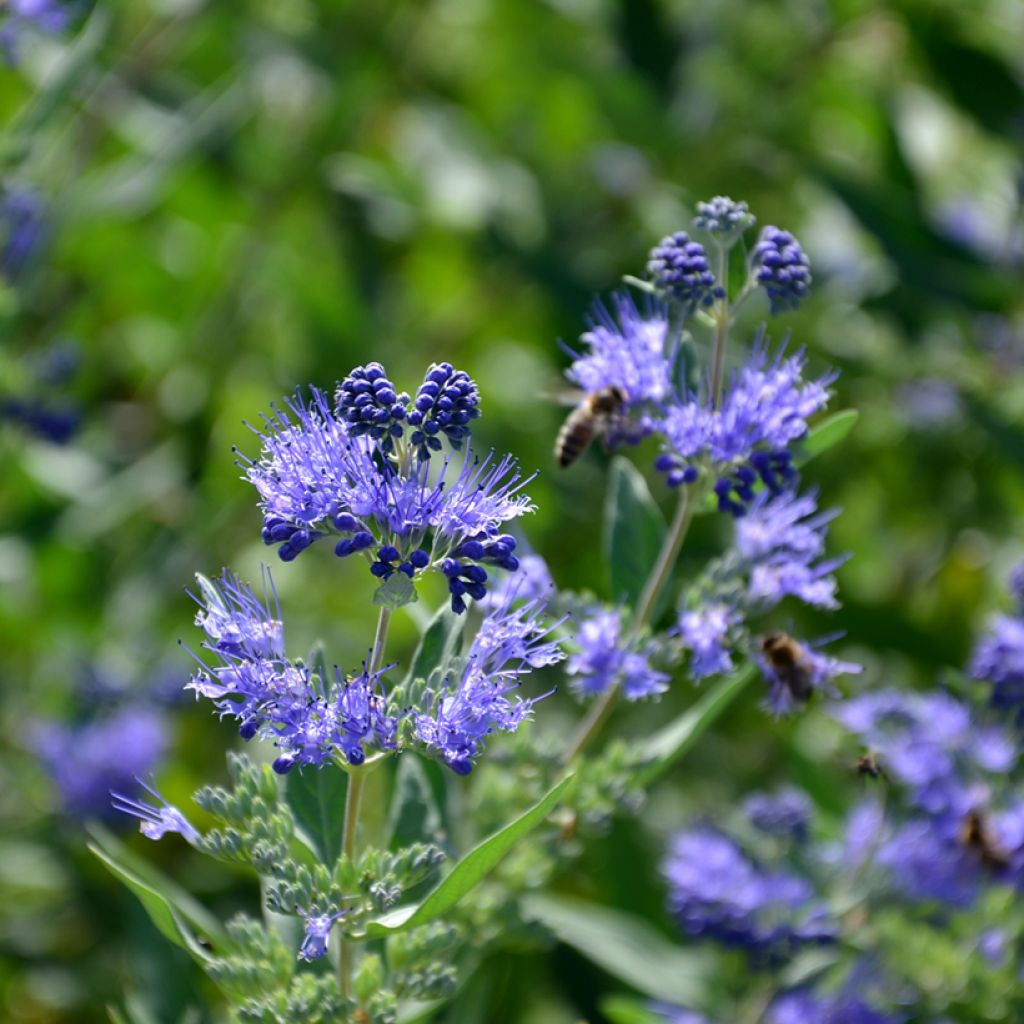 Caryopteris clandonensis Heavenly Blue - Bluebeard