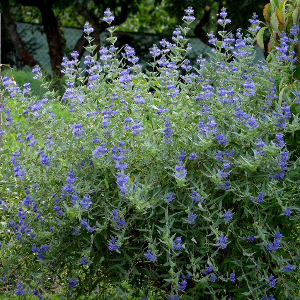 Caryopteris clandonensis Heavenly Blue - Bluebeard