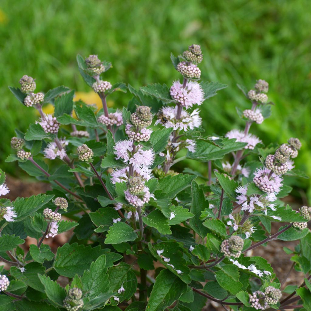 Caryopteris clandonensis Stephi - Bluebeard