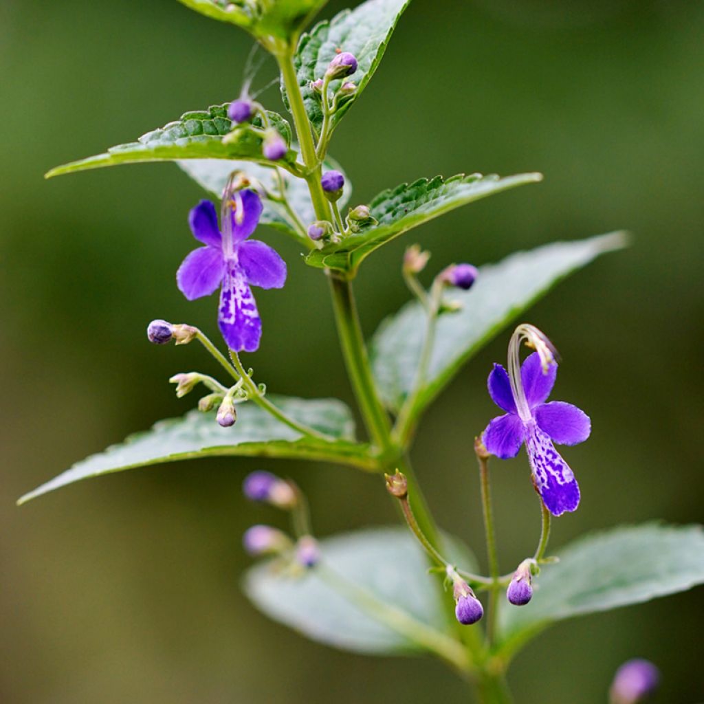 Caryopteris divaricata