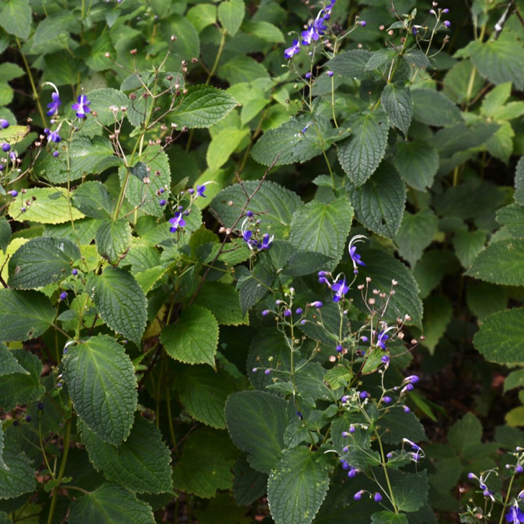 Caryopteris divaricata