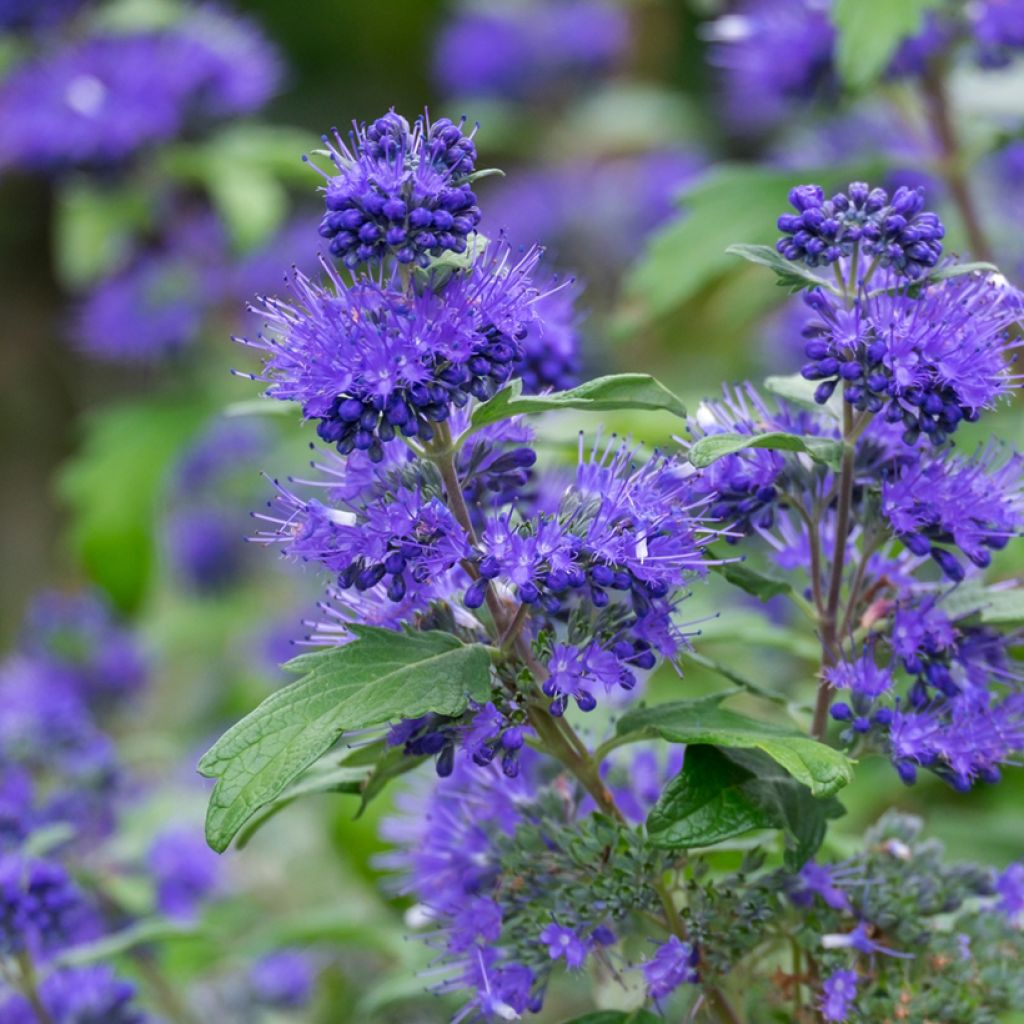 Caryopteris clandonensis Blauer Spatz - Bluebeard