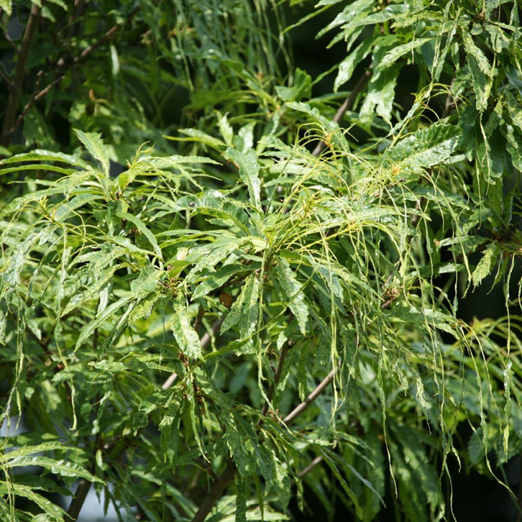 Common Chestnut - Castanea sativa Aspleniifolia