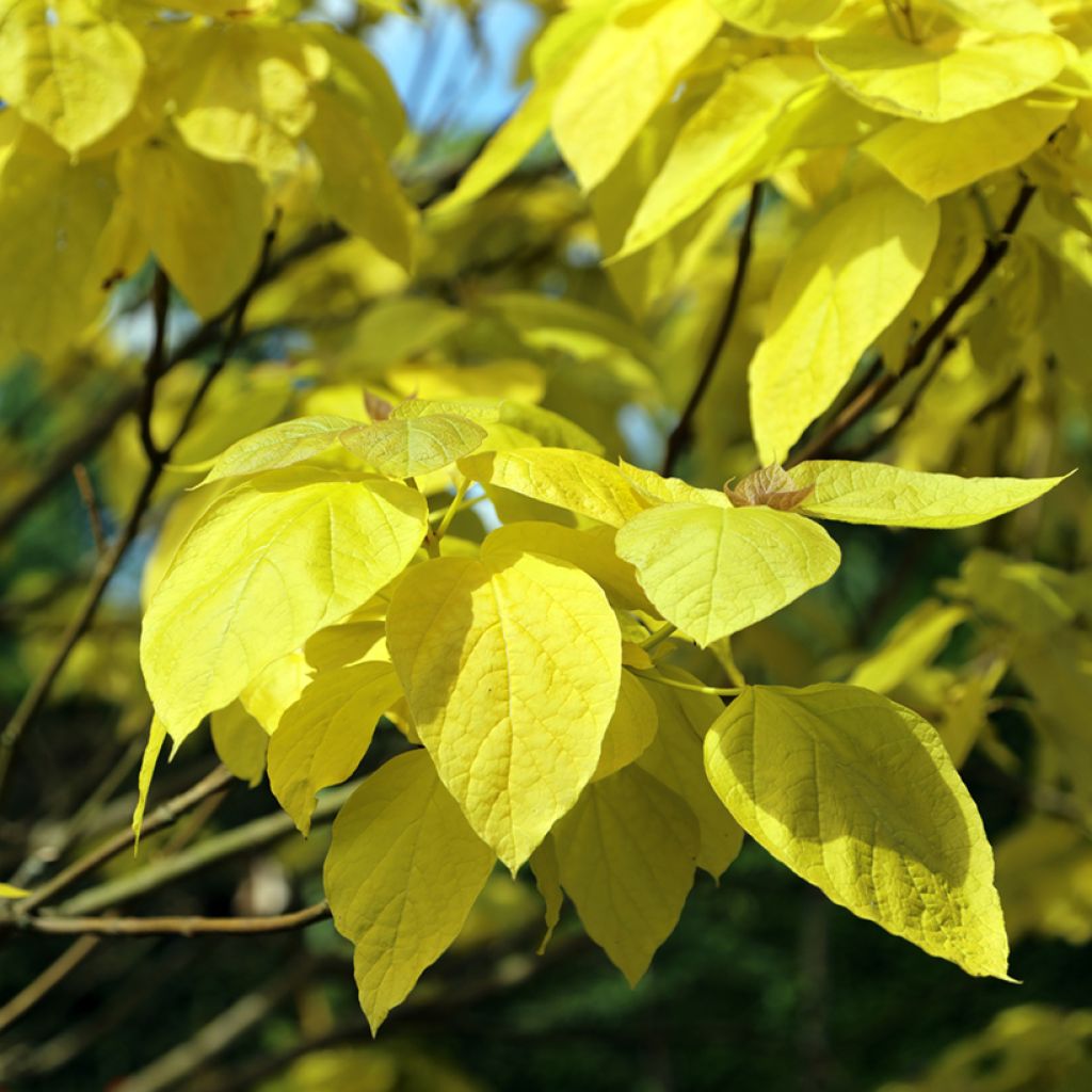 Catalpa bignonioides Aurea