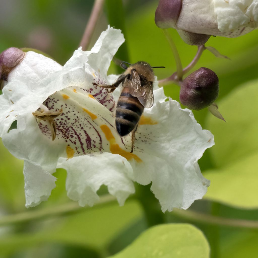 Catalpa bignonioides Aurea