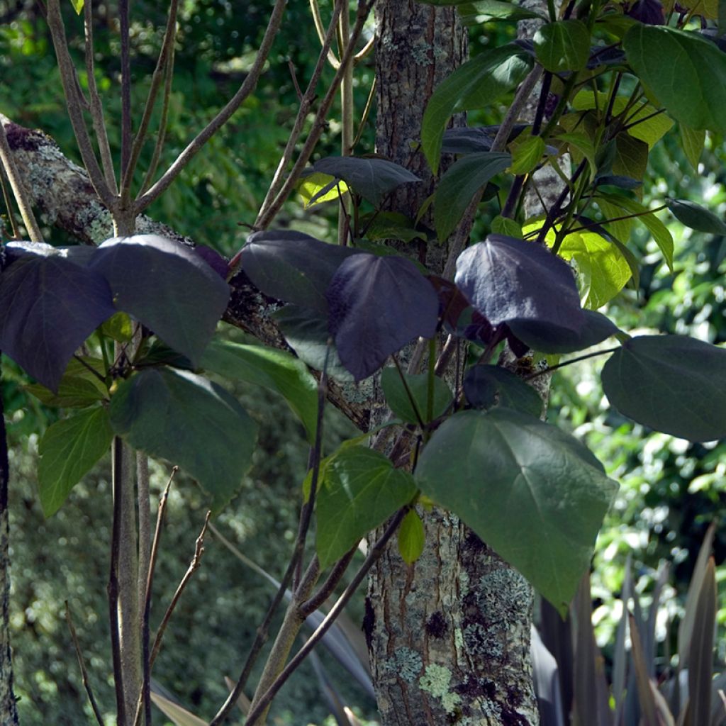 Catalpa erubescens Purpurea