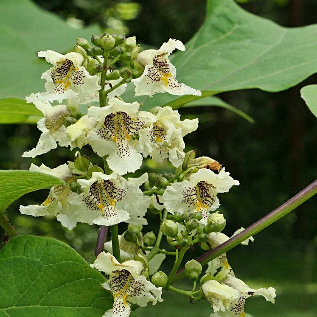 Catalpa ovata Slender Silhouette - Chinese catalpa