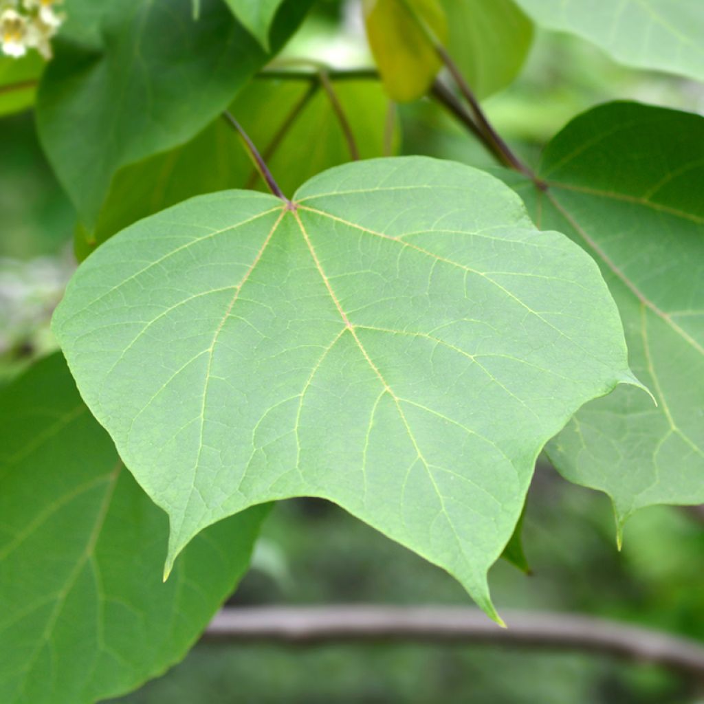 Catalpa ovata Slender Silhouette - Chinese catalpa