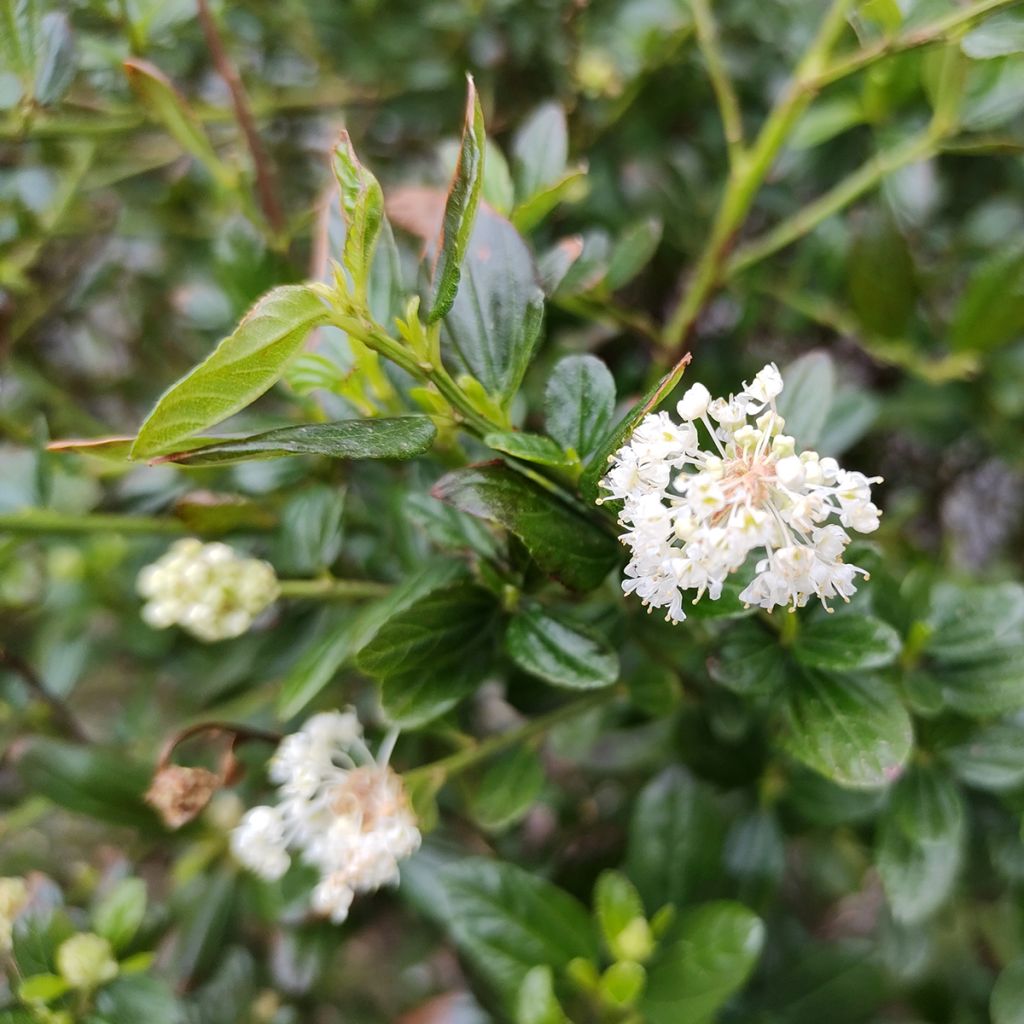 Ceanothus x thyrsiflorus Snow Flurries