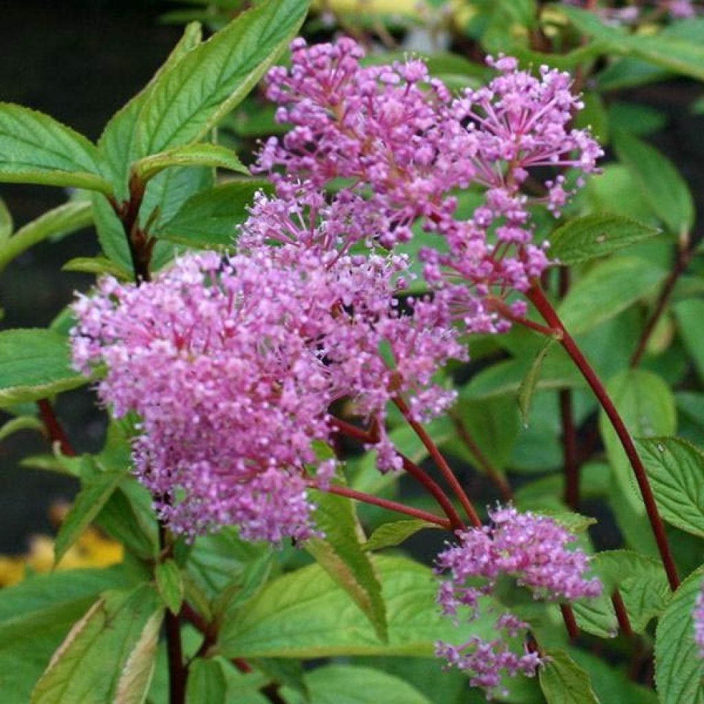 Ceanothus pallidus Perle Rose