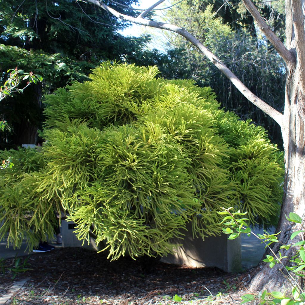 Cryptomeria japonica Globosa Nana