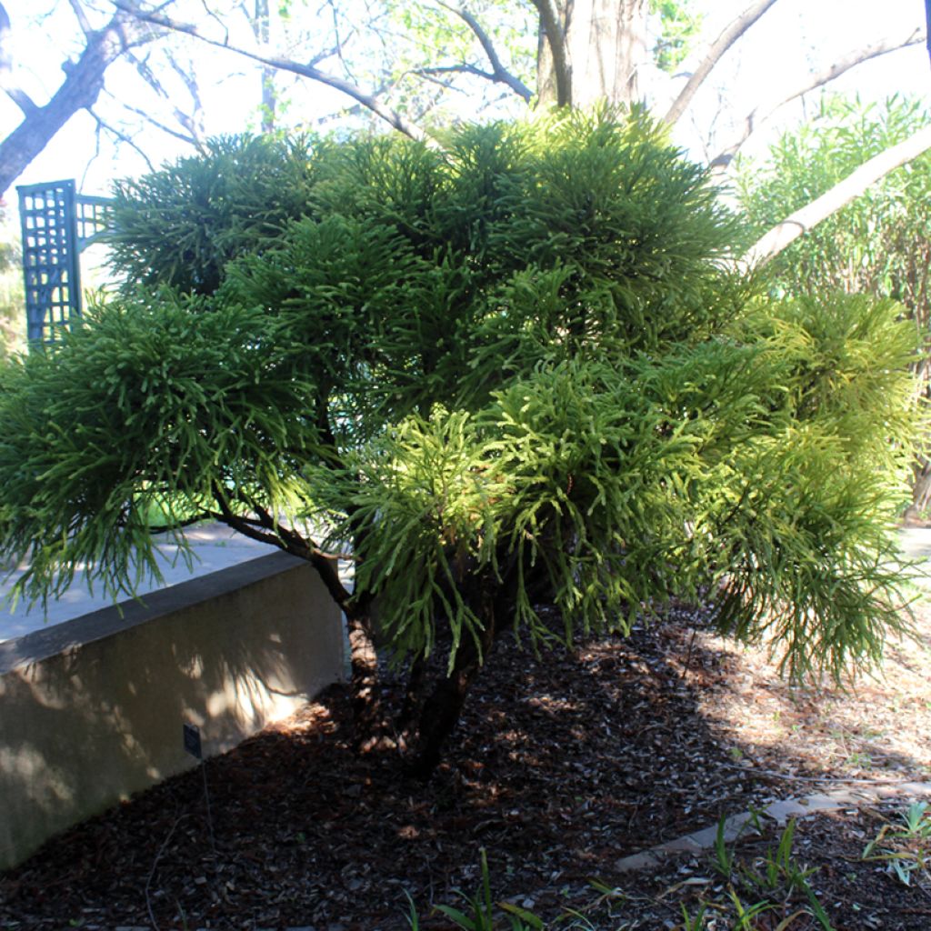 Cryptomeria japonica Globosa Nana