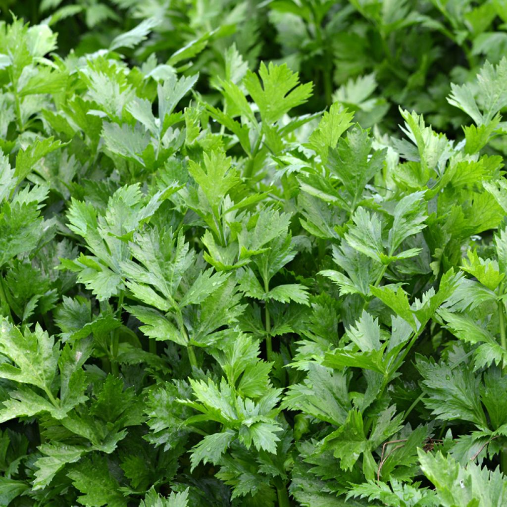 Westlandse dark green cutting Celery - Apium graveolens