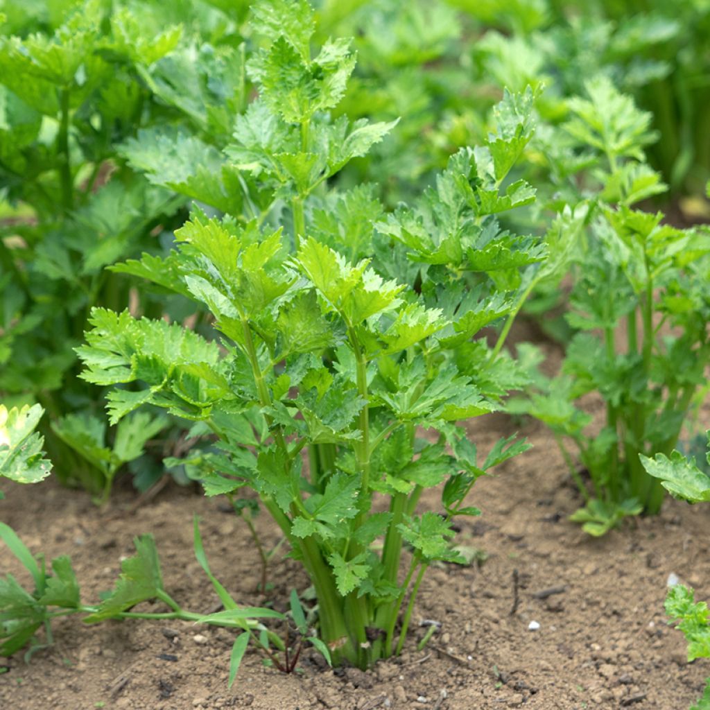 Celery Elne - Vilmorin Seeds