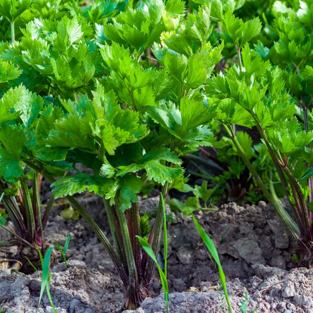 Full Giant Red Celery - Apium graveolens