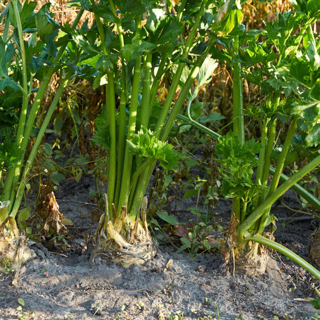 Celeriac Ibis - Vilmorin Seeds