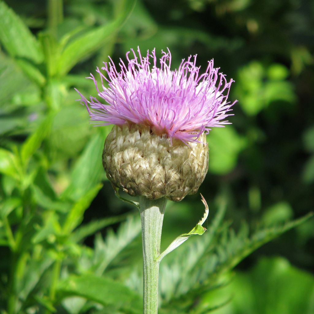 Centaurea pulcherrima 'Major'