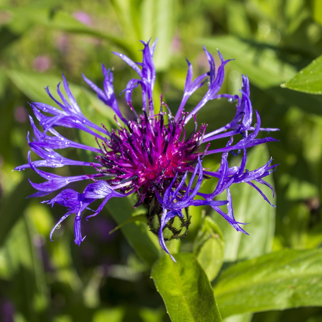 Centaurea triumfettii subsp. cana - Squarrose knapweed